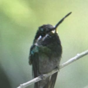 Meet your Posher, Aedan